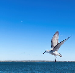 Single seagull in flight, coming in for a landing
above the blue waters of a calm bay, wings extended.
With a hint of land at the horizon and a deep blue sky.
Copy space.