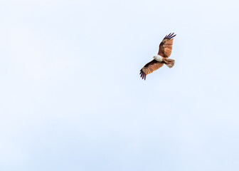 Braminy Kite flying over a lake