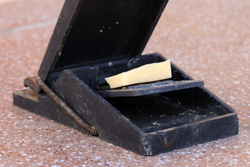 Mousetrap with a piece of cheese.