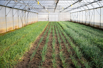 green onions growing in greenhouse