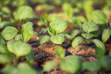  seedlings growing in spring organic bio gardening