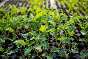  seedlings growing in spring organic bio gardening