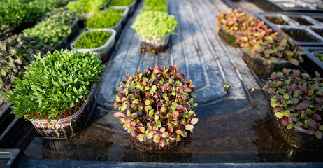 Fototapeta na wymiar microgreens growing organic bio gardening
