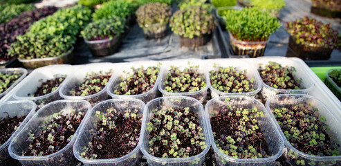 microgreens growing  organic bio gardening