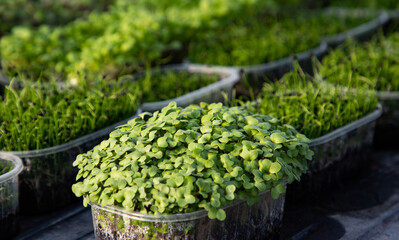 microgreens growing  organic bio gardening