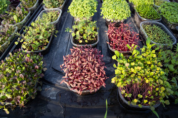microgreens growing  organic bio gardening