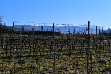 Vineyards around Caldaro in Southtyrol behind beautiful mountains at early spring 
