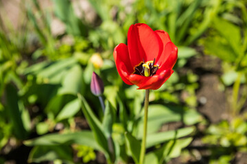 Beautiful fluffy peony-shaped tulips in a flower bed. Tulip in the form of a peony flower in red. The background is blurred. Sunny spring day. The flower with a lot of petals.