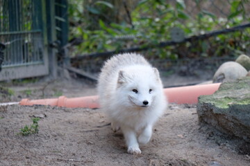 Fototapeta premium Schneehund