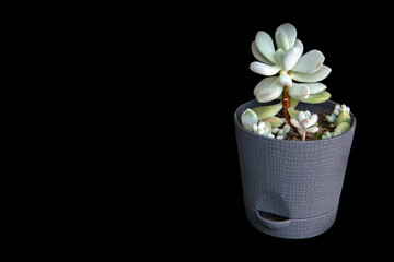 Pachyphytum succulent in a pot, isolate on a black background. Home flowers, hobby.