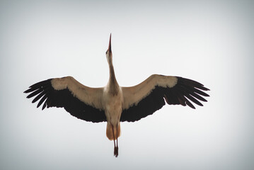white stork flying