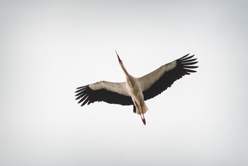white stork in flight