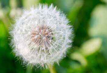 Fototapeta premium Close up of a dandelion flower in seed, known as a dandelion clock