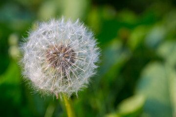 Fototapeta premium Close up of a dandelion flower in seed, known as a dandelion clock