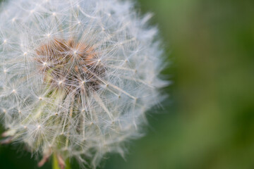 Close up of a dandelion flower in seed, known as a dandelion clock