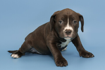 Small American bully puppy of chocolate color