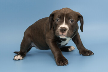 Small American bully puppy of chocolate color