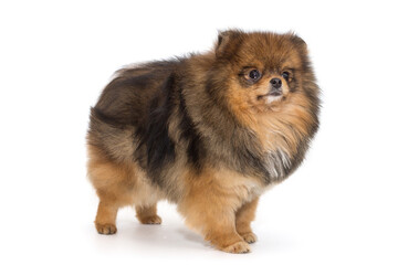 Obraz premium Pomeranian red color