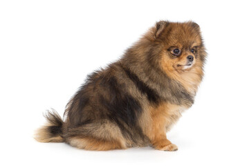 Pomeranian red color