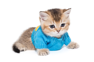 Small Scottish kitten in a blue sweater