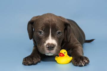 Chocolate American bully puppy and a duckling toy.