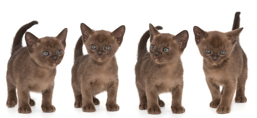 Four chocolate colored European burmese kittens