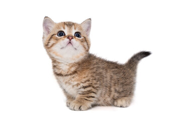 Small striped Scottish kitten of golden color