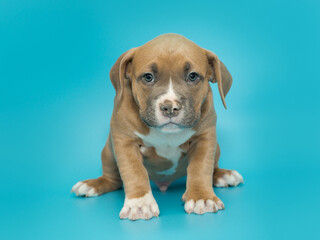 Small American bully puppy of yellow color