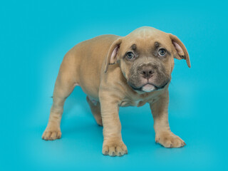 Small American bully puppy of yellow color