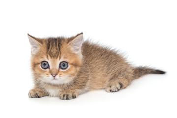 Obraz premium Small striped Scottish kitten with blue eyes