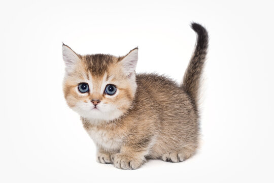 Munchkin Cat Images – Browse 9,284 Stock Photos, Vectors, and Video