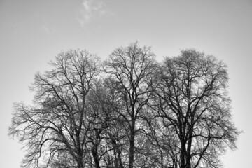 silhouette of naked trees