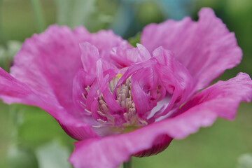 Poppy flower/Fleur de pavot