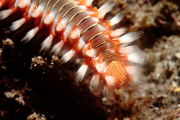 fireworm of intense colors of orange white and red tones in its natural habitat on the seabed surrounded by algae