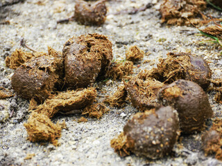 Horse dung/Crottin de cheval