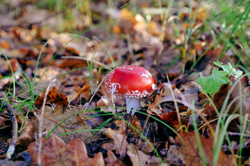 Fly Agaric, Poisonous/Amanite tue-mouches, toxique