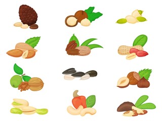Cartoon nuts and seeds, walnut, almond, sunflower and pumpkin seed. Pine and brazil nut, pistachio, cashew, peanut, hazelnut vector set. Healthy and organic snack, nourishing food ingredients