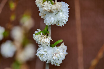 White gypsophila/Gypsophile blanc