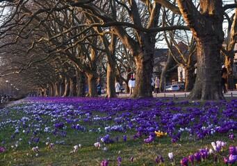 Flower carpet of purple crocuses and lined trees at Jan Kasprowicz Park, Szczecin Poland © Bluemoment72