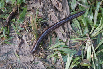 Millipedes on the ground in the fertile forest
