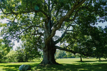 Big oak tree/Grand chêne