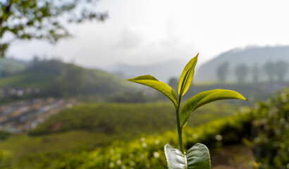 Tea Leaf . Tea Gardens, Green Hills, and Blue Sky - Lush Green Natural Landscape