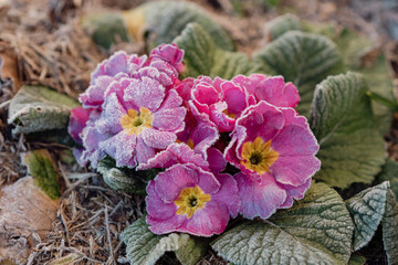 Frozen primroses/Primev&egrave;res gel&eacute;es