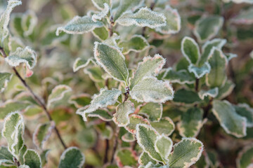 Frozen pittosporum/Pittosporum gelé