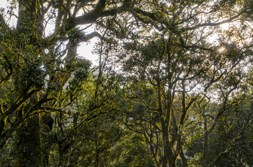 Early Morning Sunrise in forest