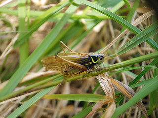 grasshopper on the grass
