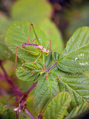 grasshopper on leaf