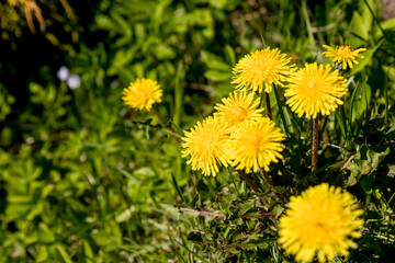 Close up of bright yellow flowers of dandelion on meadow field in sunny day, selective focus. Spring floral background.meadow with dandelions on a sunny day.