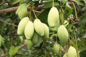 closeup mango on tree in garden