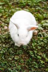 White rabbit © Serjedi